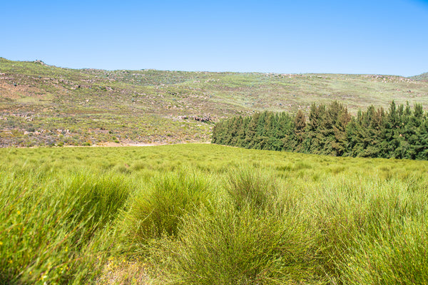 Green Rooibos field with hills and trees under a clear blue sky